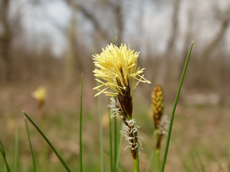 Carex cfr. humilis